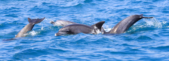 남방큰돌고래의 군무