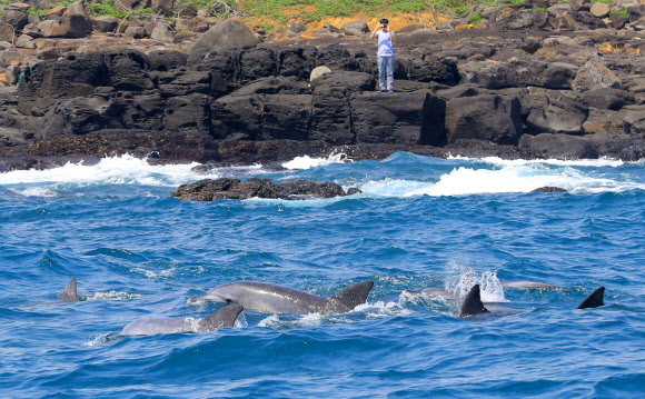 춤추는 남방큰돌고래