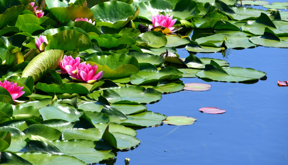 파란 하늘 담은 수련