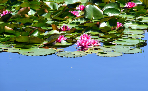 파란 하늘 담은 수련
