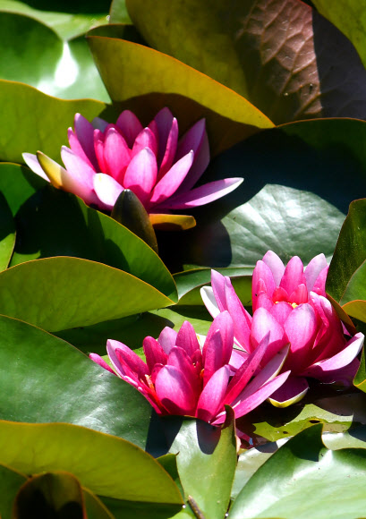 더위에 활짝 피어난 수련