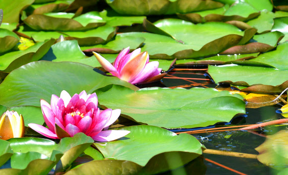 더위에 꽃망울 터뜨린 수련