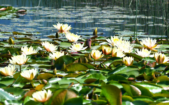 더위에 꽃망울 터뜨린 수련