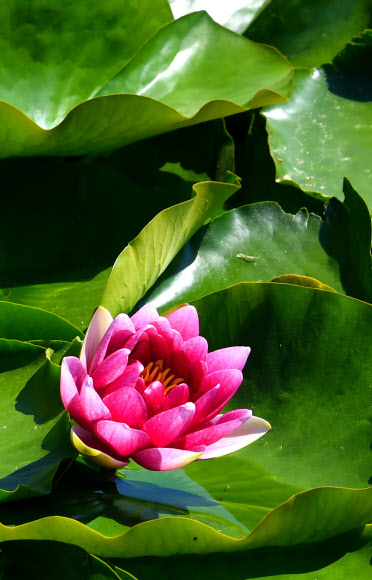 더위에 활짝 피어난 수련