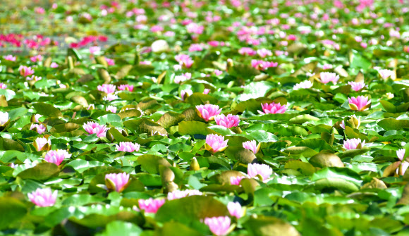 더위에 꽃망울 터뜨린 수련