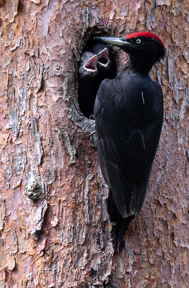 “배고파요”…먹이 재촉하는 까막딱따구리
