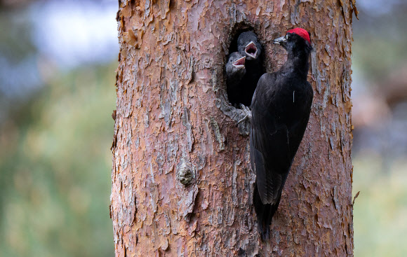 “배고파요”…먹이 재촉하는 까막딱따구리