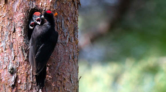 “배고파요”…먹이 재촉하는 까막딱따구리