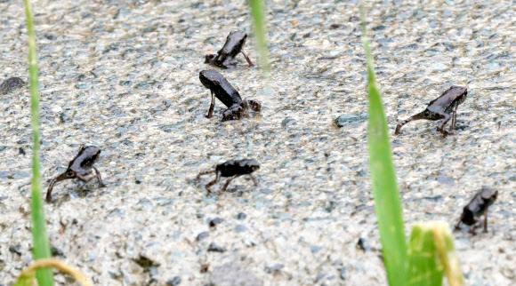 ‘봄비 내려 좋은 날’