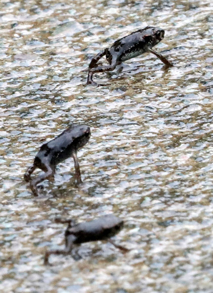 ‘봄비 내려 좋은 날’