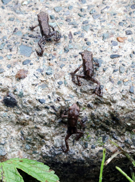 ‘봄비 내려 좋은 날’