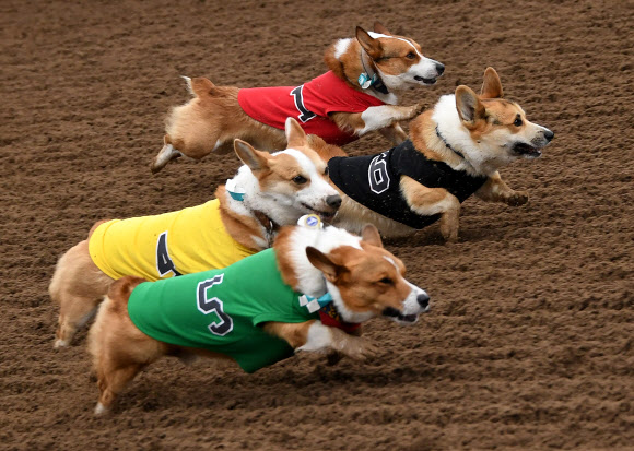 26일(현지시간) 미국 캘리포니아주 아카디아의 산타 아니타 경마장에서 열린 남부 캘리포니아 ‘코기 내셔널’ 챔피언십에서 코기들이 경주를 하고 있다. AFP 연합뉴스