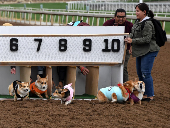 26일(현지시간) 미국 캘리포니아주 아카디아의 산타 아니타 경마장에서 열린 남부 캘리포니아 ‘코기 내셔널’ 챔피언십에서 코기들이 경주를 하고 있다. AFP 연합뉴스