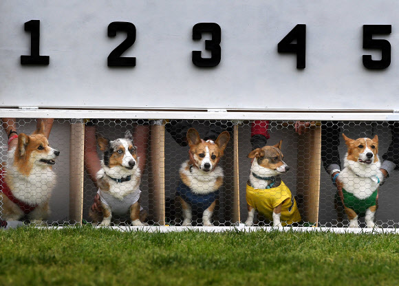26일(현지시간) 미국 캘리포니아주 아카디아의 산타 아니타 경마장에서 열린 남부 캘리포니아 ‘코기 내셔널’ 챔피언십에서 코기들이 경주 하고 있다. AFP 연합뉴스