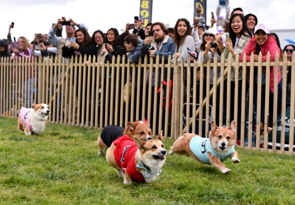 26일(현지시간) 미국 캘리포니아주 아카디아의 산타 아니타 경마장에서 열린 남부 캘리포니아 ‘코기 내셔널’ 챔피언십에서 코기들이 경주 하고 있다. AFP 연합뉴스