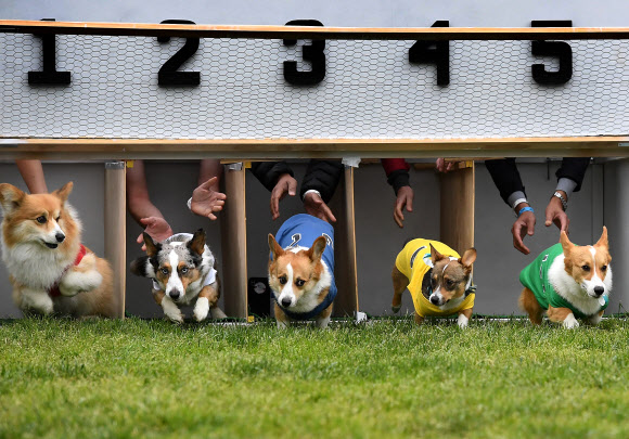26일(현지시간) 미국 캘리포니아주 아카디아의 산타 아니타 경마장에서 열린 남부 캘리포니아 ‘코기 내셔널’ 챔피언십에서 코기들이 경주 하고 있다. AFP 연합뉴스
