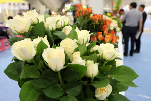 30일 대구 엑스코에서 열린 꽃박람회에서 관람객들이 꽃으로 만든 다양한 전시물들을 보고 있다. 올해 10회를 맞는 ‘대구꽃박람회’는 국내 최대 규모의 실내 꽃박람회로 2일까지 열린다. 2019.5.30  연합뉴스