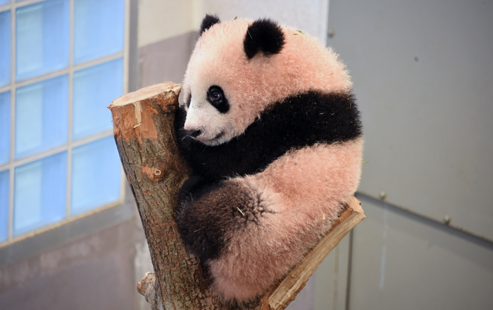 일본 도쿄 우에노 동물원의 자이언트 판다 ‘샨샨’. <우에노 동물원 홈페이지>