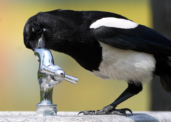 본격적인 더위가 시작된 3일 오전 경기도 수원시의 한 공원에서 까치 한 마리가 수도꼭지에 고여 있는 물을 먹고 있다. 2019.6.3  연합뉴스