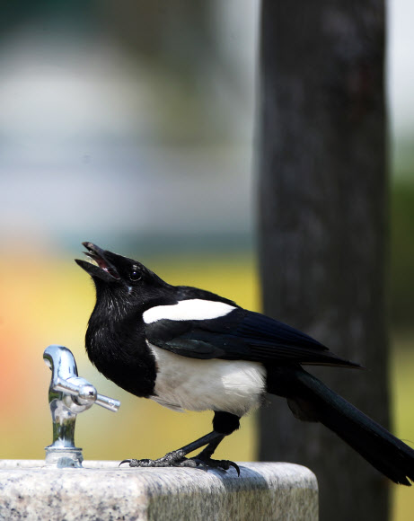 본격적인 더위가 시작된 3일 오전 경기도 수원시의 한 공원에서 까치 한 마리가 수도꼭지에 고여 있는 물을 먹고 있다. 2019.6.3  연합뉴스