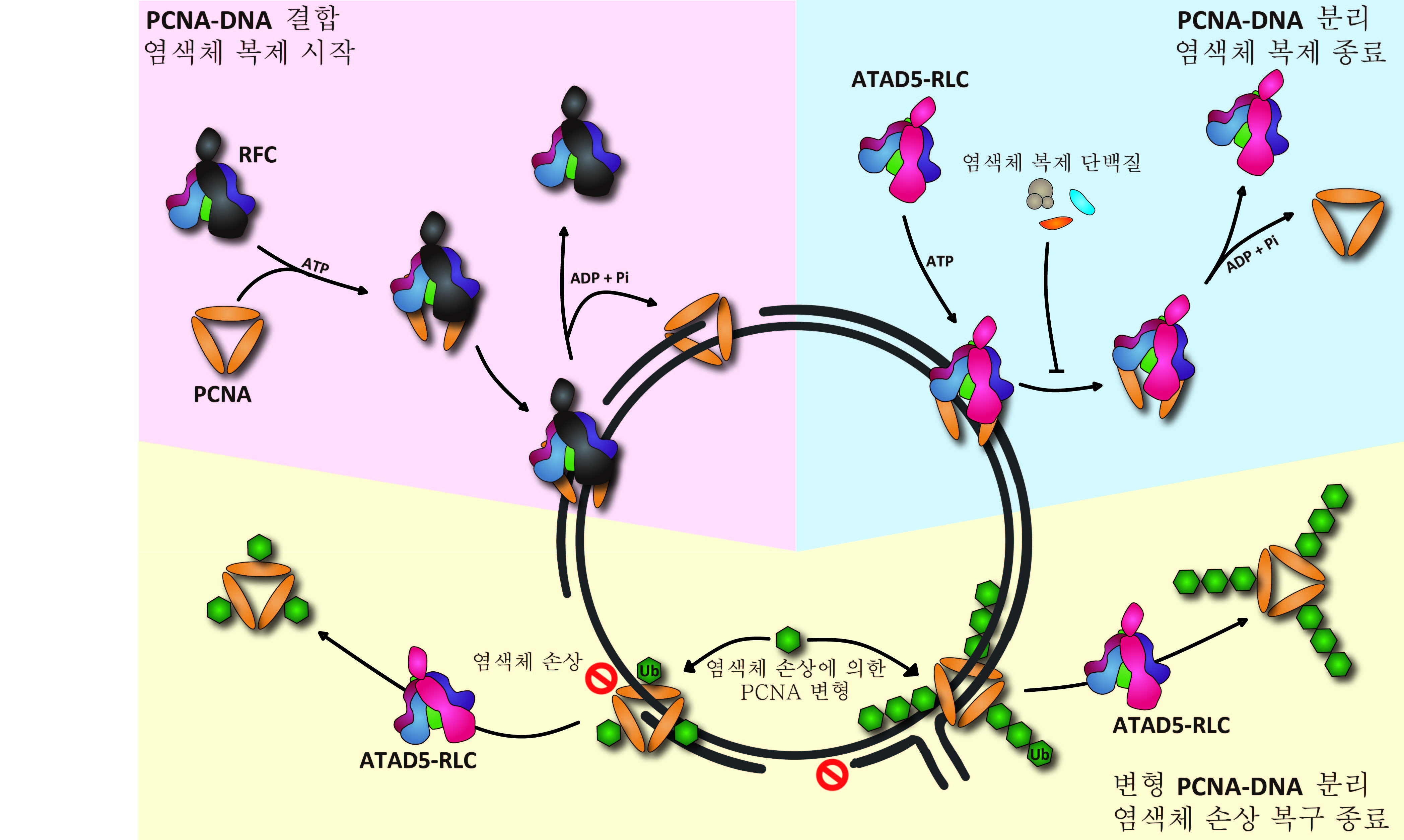 증식성세포핵항원(PCNA)과 DNA의 결합 및 분리 메커니즘  IBS 제공