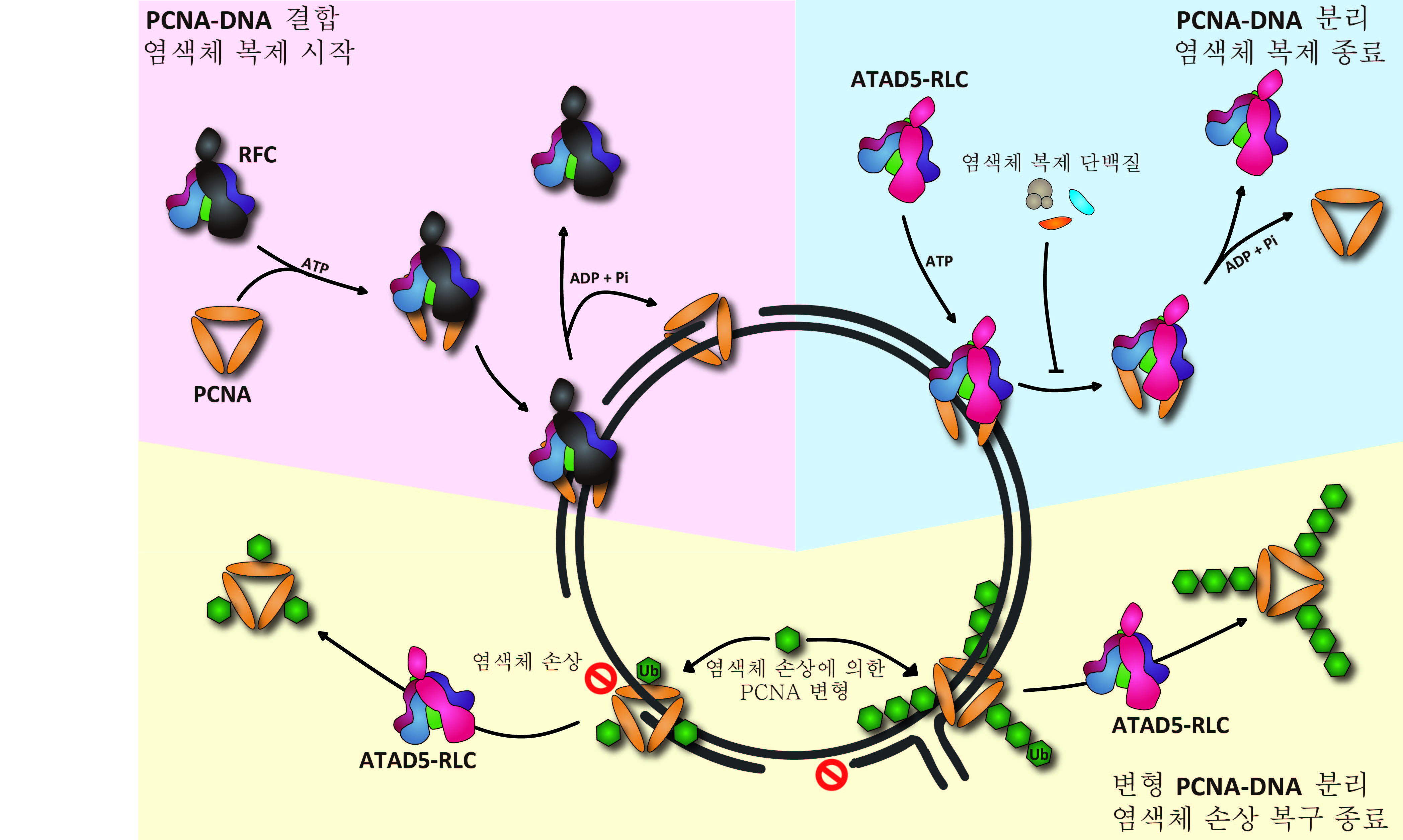 증식성세포핵항원(PCNA)과 DNA의 결합 및 분리 메커니즘 