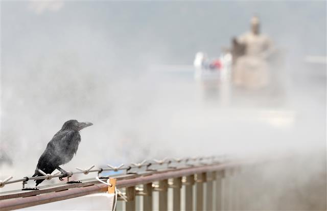 광화문광장 쿨링포그로 더위 식히는 까마귀