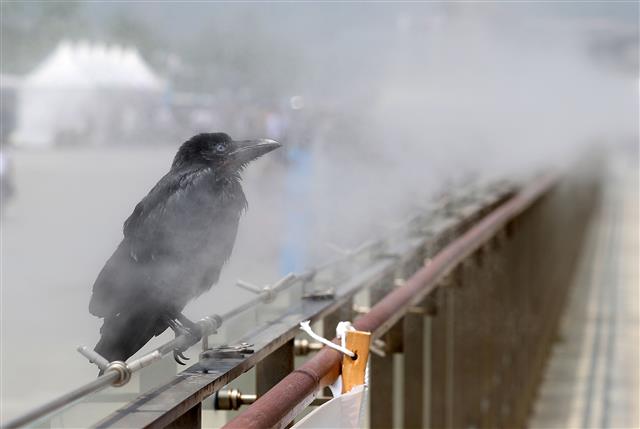 ‘까마귀도 참을 수 없는 더위’