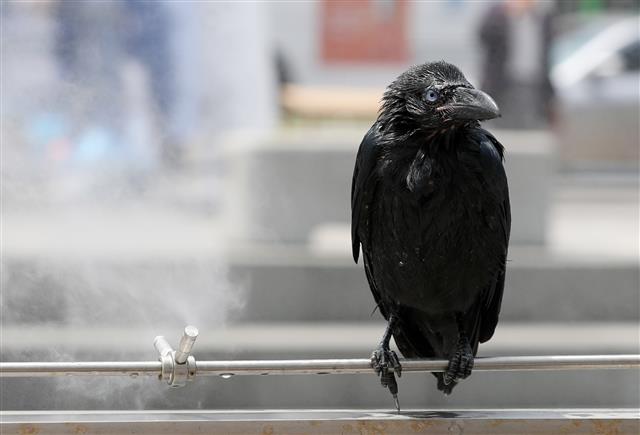 ‘광화문광장 쿨링포그로 더위 식히는 까마귀’