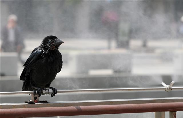 쿨링 포그로 더위 식히는 까마귀