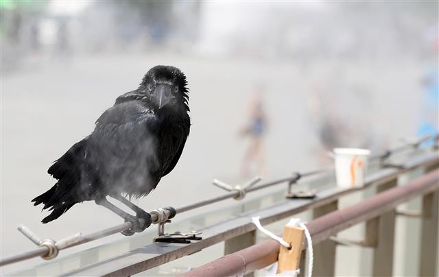 불볕더위에 쿨링포그 곁을 떠나지 않는 까마귀