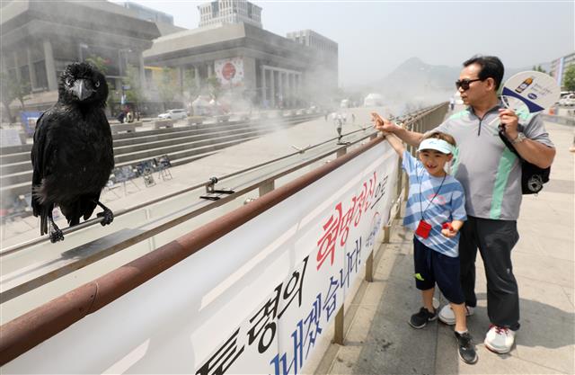까마귀의 불볕더위 피하는 방법