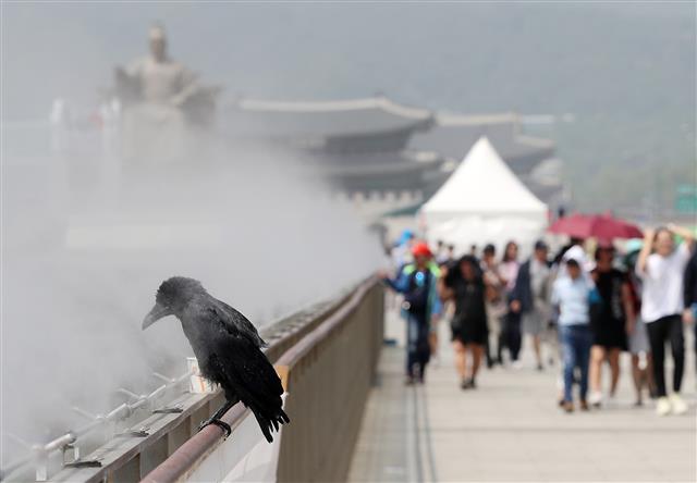 까마귀의 더위를 피하는 방법