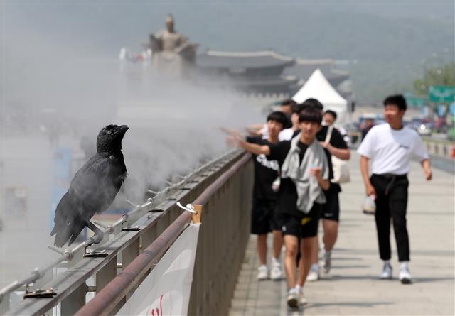 ‘쿨링 포그에서 더위 식히는 까마귀’