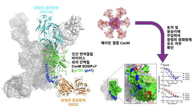 설계된 인간면역결핍바이러스(HIV) 외피 단백질 ConM의 구조