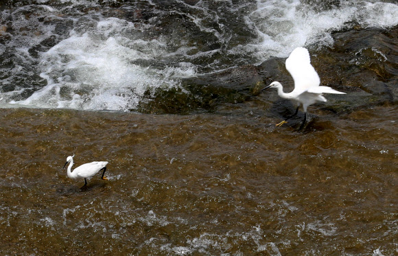초여름 날씨를 보인 8일 오후 경기도 여주 이포보 부근에서 백로들이 휴식하고 있다. 2019.6.8  연합뉴스