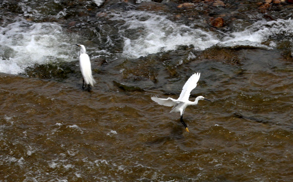 초여름 날씨를 보인 8일 오후 경기도 여주 이포보 부근에서 백로들이 휴식하고 있다. 2019.6.8  연합뉴스