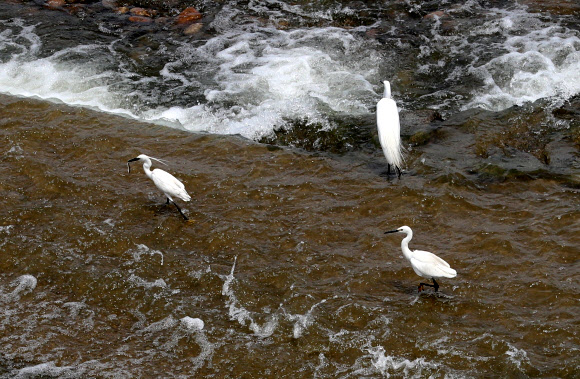 초여름 날씨를 보인 8일 오후 경기도 여주 이포보 부근에서 백로들이 휴식하고 있다. 2019.6.8  연합뉴스