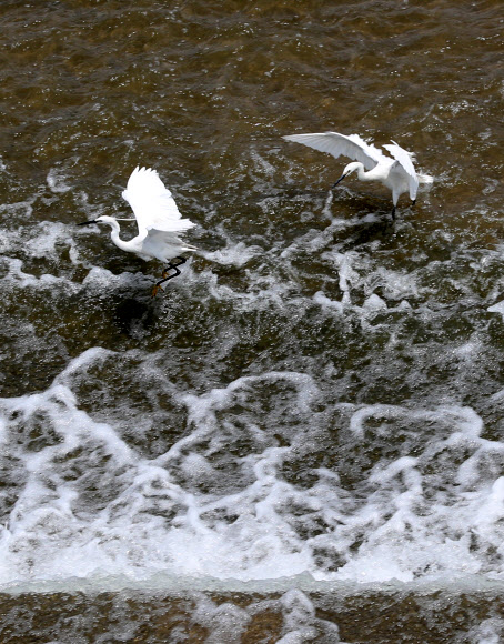 초여름 날씨를 보인 8일 오후 경기도 여주 이포보 부근에서 백로들이 휴식하고 있다. 2019.6.8  연합뉴스