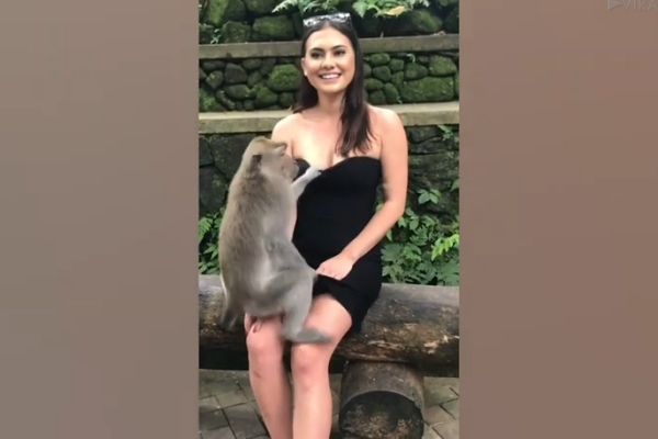 손이 어디에?…원숭이의 돌발 행동 Viral Press/유튜브 캡처