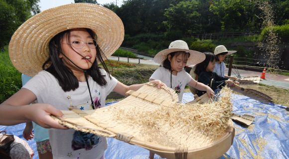 12일 서울 서초구 양재천에서 어린이들이 전통 보리수확 체험을 하고 있다. 2019. 6. 12. 박윤슬 기자 seul@seoul.co.kr
