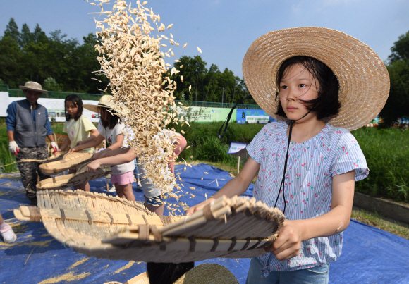 12일 서울 서초구 양재천에서 어린이들이 전통 보리수확 체험을 하고 있다. 2019. 6. 12. 박윤슬 기자 seul@seoul.co.kr