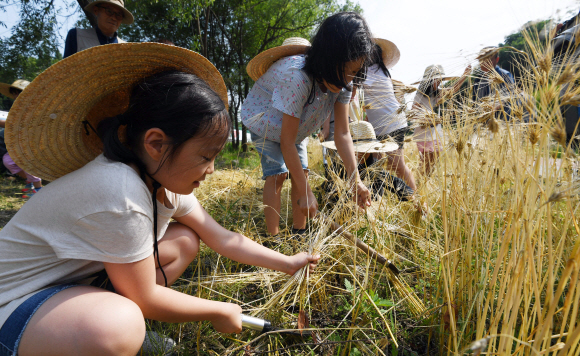 12일 서울 서초구 양재천에서 어린이들이 전통 보리수확 체험을 하고 있다. 2019. 6. 12. 박윤슬 기자 seul@seoul.co.kr