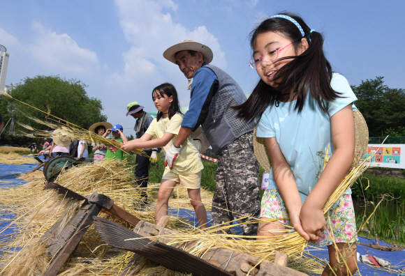 12일 서울 서초구 양재천에서 어린이들이 전통 보리수확 체험을 하고 있다. 2019. 6. 12. 박윤슬 기자 seul@seoul.co.kr