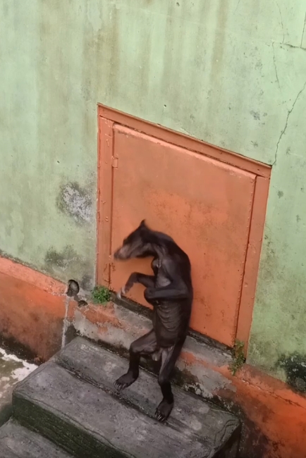 “굶주린 곰이 울고 있다”