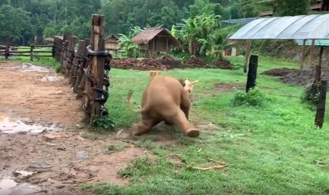두 마리 개를 &#51922;다 진흙바닥에 미끌어진 태어난지 9개월 된 새끼 코끼리의 귀여운 모습(유튜브 영상 캡처)
