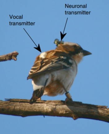 연구팀이 흰눈썹베짜기 암수 한쌍의 노래를 분석하기 위한 무선송수신 장치  독일막스플랑크 조류학연구소 제공
