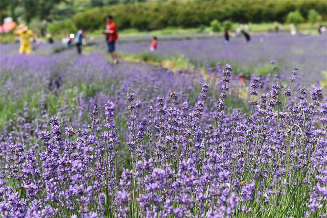 광양 사라실 라벤더 치유정원으로 오세요