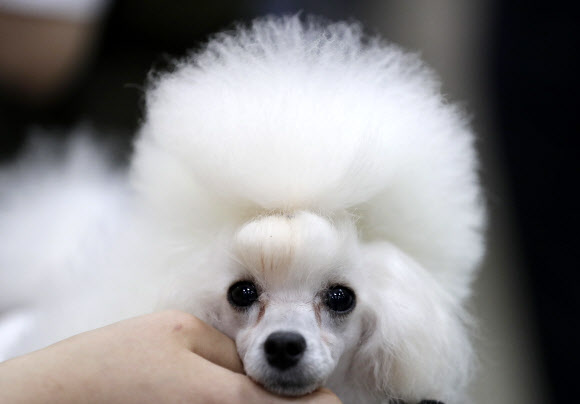 암컷 푸들 멜로디가 15일(현지시간) 대한민국 고양에서 열린 도그쇼를 위해 미용을 하고 있다. 도그쇼는 6월 15일부터 16일까지 진행된다. AP 연합뉴스