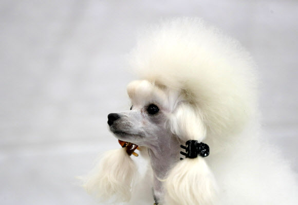 암컷 푸들 멜로디가 15일(현지시간) 대한민국 고양에서 열린 도그쇼를 위해 미용을 하고 있다. 도그쇼는 6월 15일부터 16일까지 진행된다. AP 연합뉴스